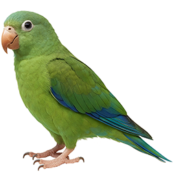 Cobalt-winged Parakeet